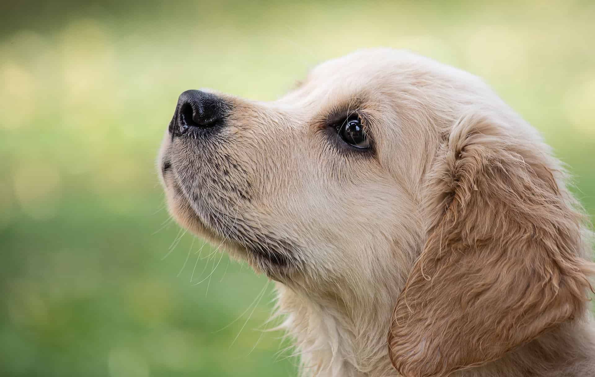 produits Ceva pour chien