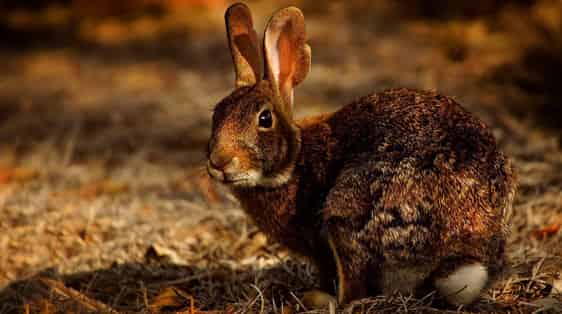 Nourriture pour lapin Gasco