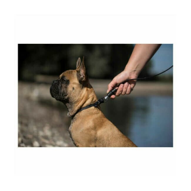 Collier et laisse aimantée GoLeyGo Kerbl pour chien