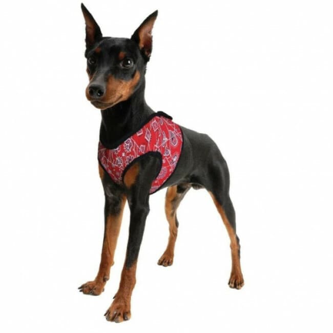 Veste rafraîchissante rouge Aqua Coolkeeper pour chien