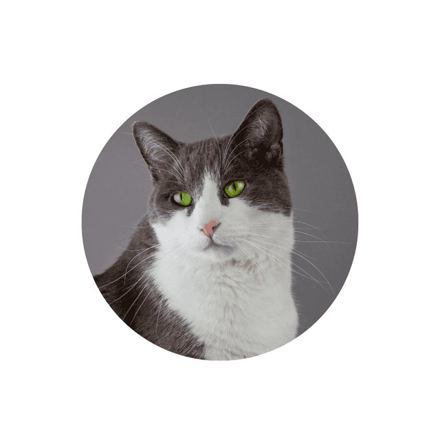 Croquettes chat adulte