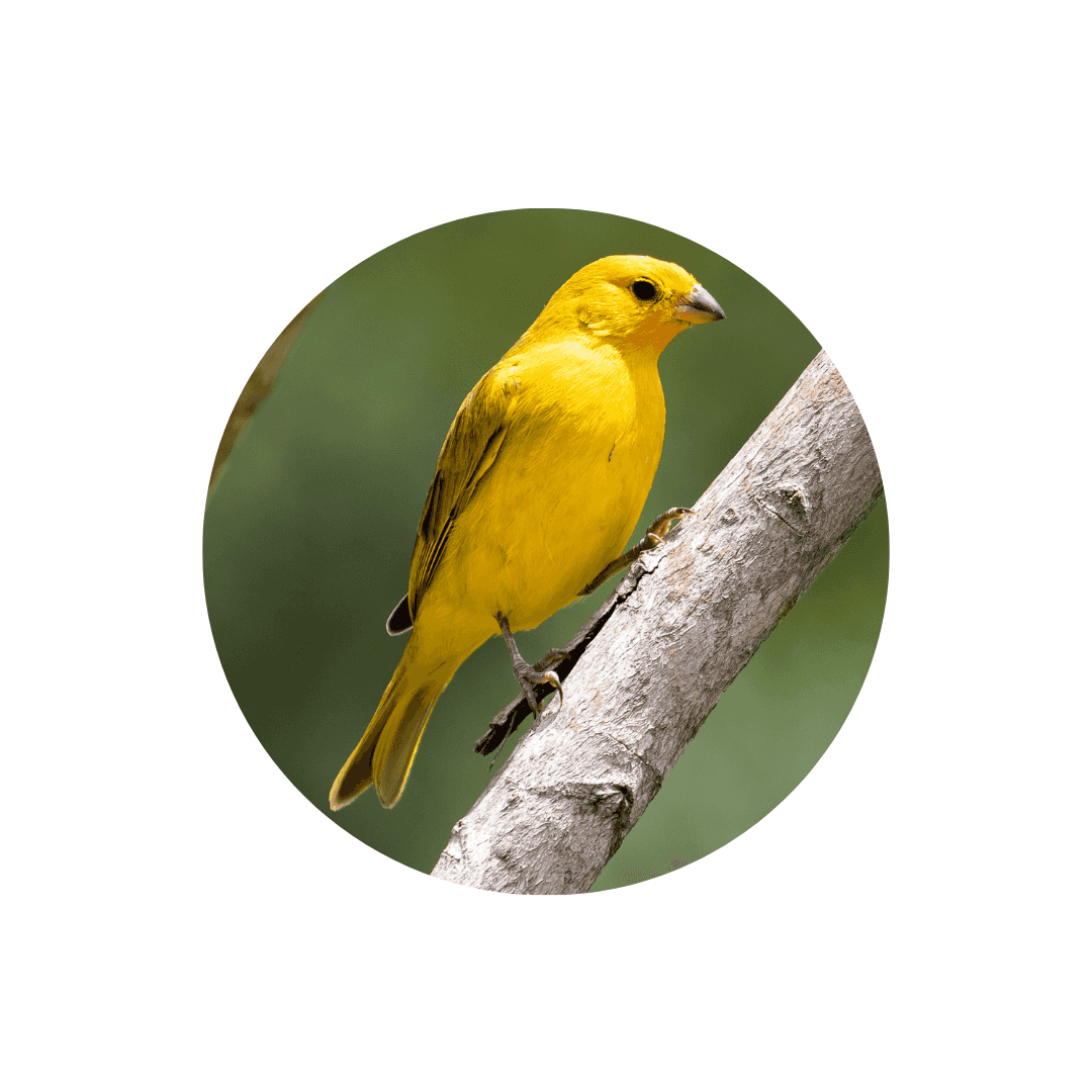 Aliments pour canaris et petites perruches