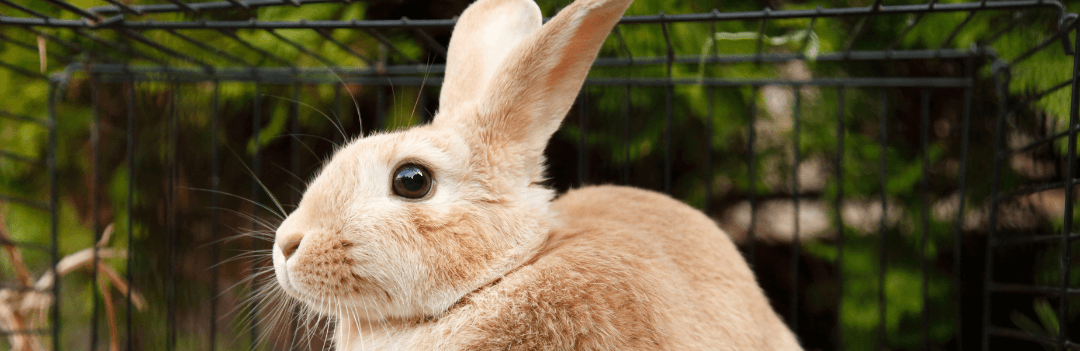 Comment rendre propre son lapin ?