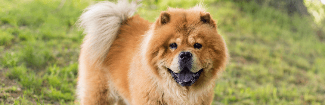 Le Chow Chow