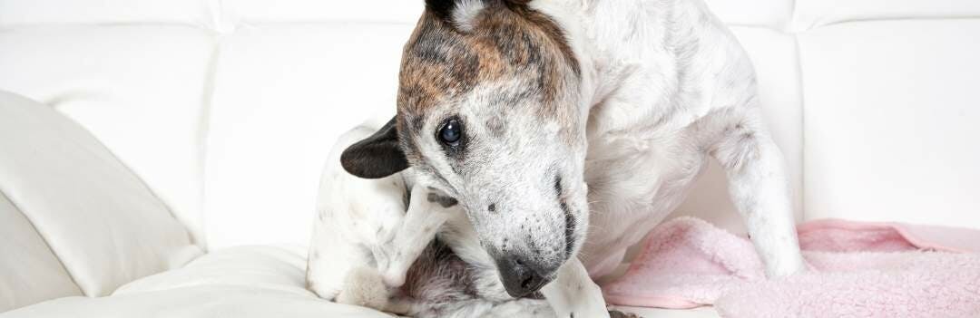 La dermatite atopique du chien stressé