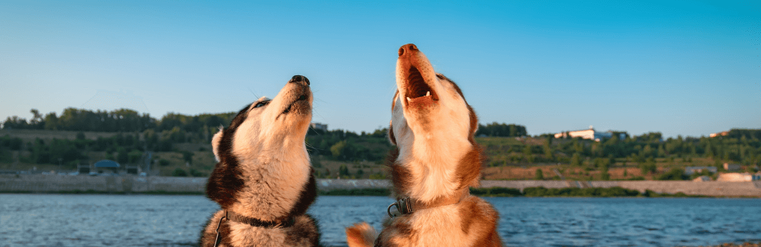 Chien qui pleure, comment l’aider ?