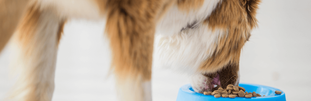 Quelle croquette pour un chien stérilisé ?