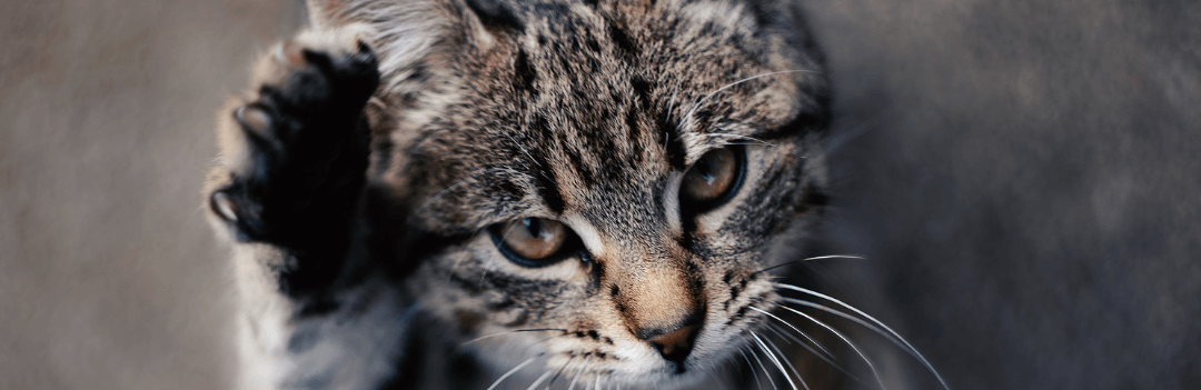 Jusqu’à quel âge des croquettes junior à son chat ?