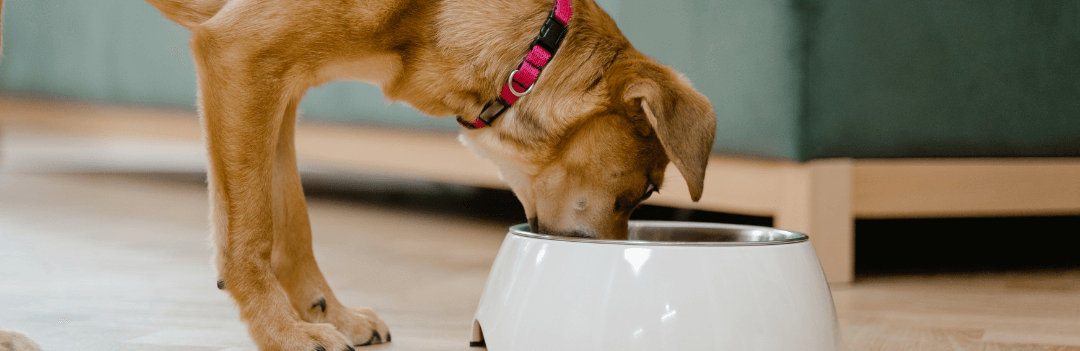 Quand faut-il nourrir son chien dans la journée ?