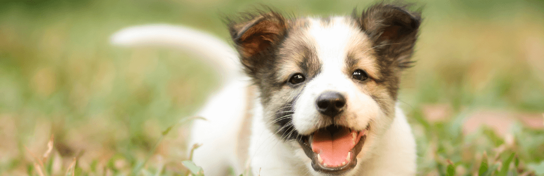 A quel âge un chiot est-il propre ?