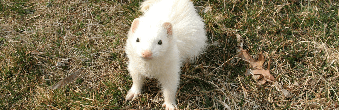 Le furet et son habitat