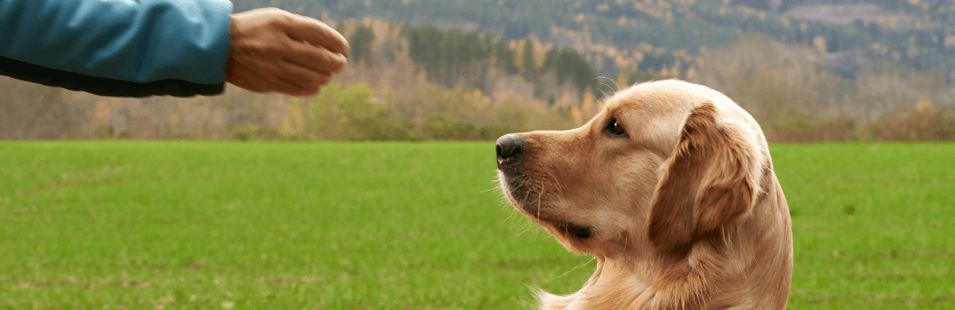 Quelles sont les meilleures méthodes pour faire obéir son chien ?