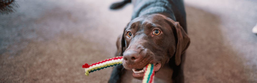 Les jouets pour chien ou chiot