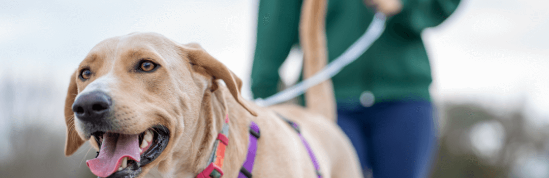 Comment promener son chien en longe ?