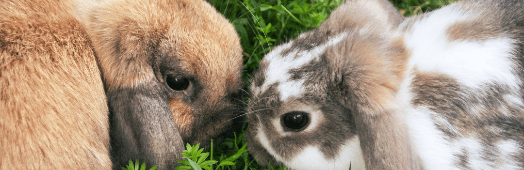 Rongeur ou lapin malade : comment le savoir ?