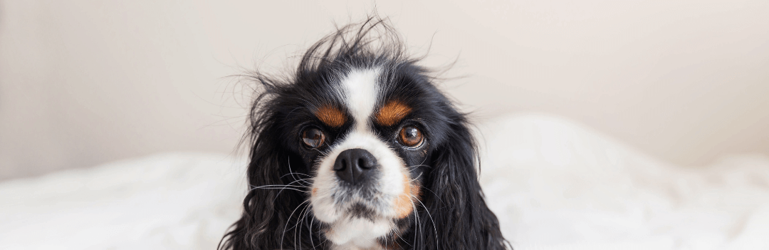 Chien qui perd ses poils, nos conseils