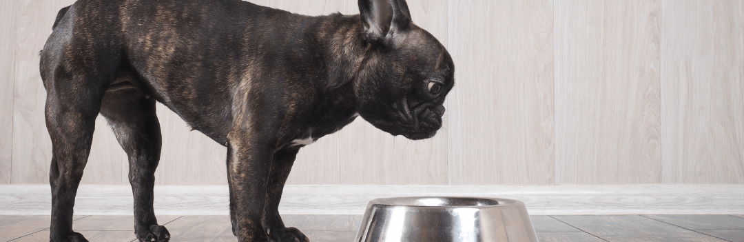 Quels sont les différents types d'alimentation pour le chien ?