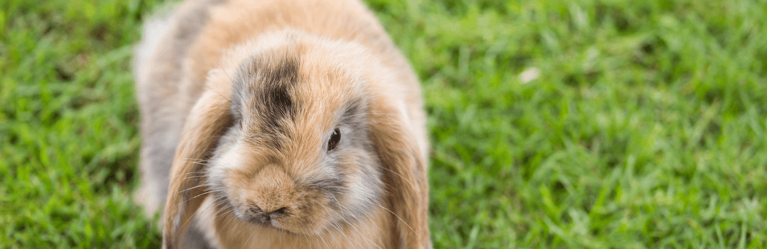 Le lapin nain bélier