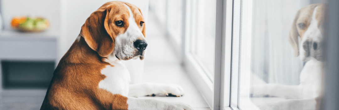 Terre de diatomée pour chien