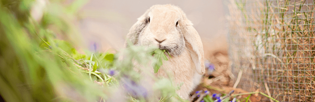 Maladies digestives chez les rongeurs et lapins