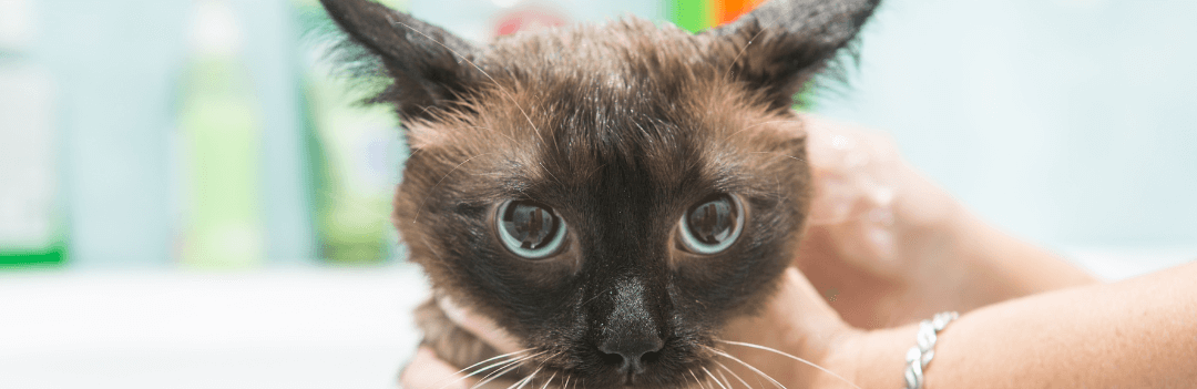 A quelle fréquence laver son chat ?