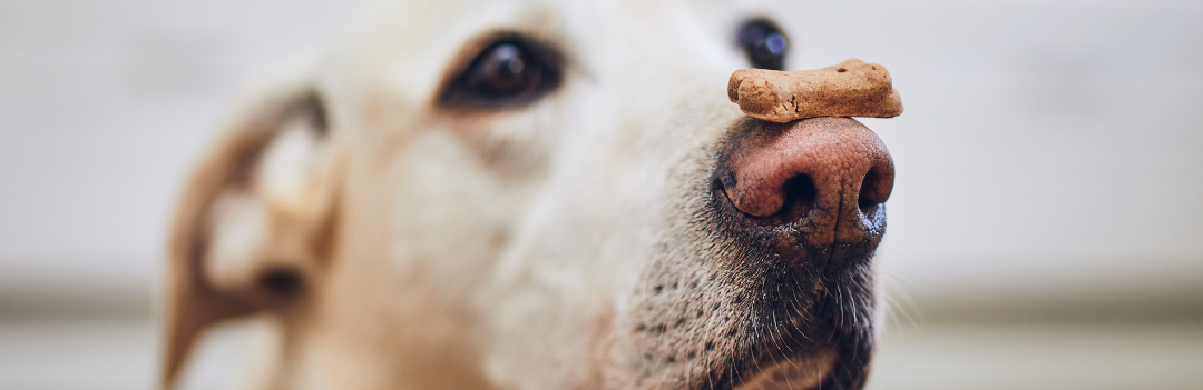 Quelles sont les friandises les plus adaptées pour votre chien ?