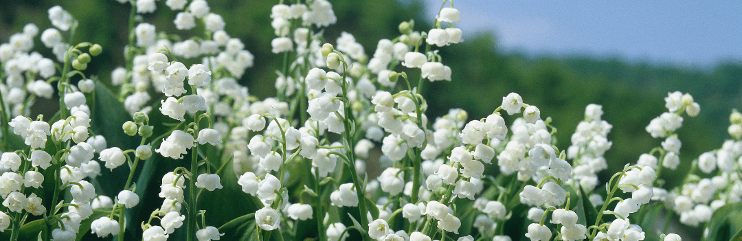 Le muguet et le chien