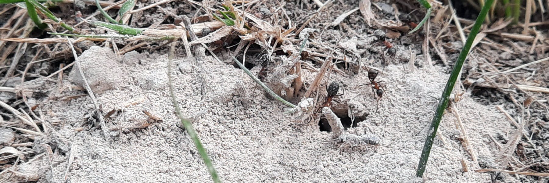 Danger de la terre de diatomée