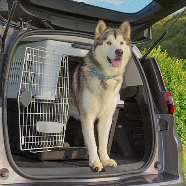 Cage de transport Atlas avion et voiture pour chien et chat