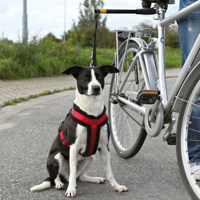 Laisse de vélo pour chien Biker Set