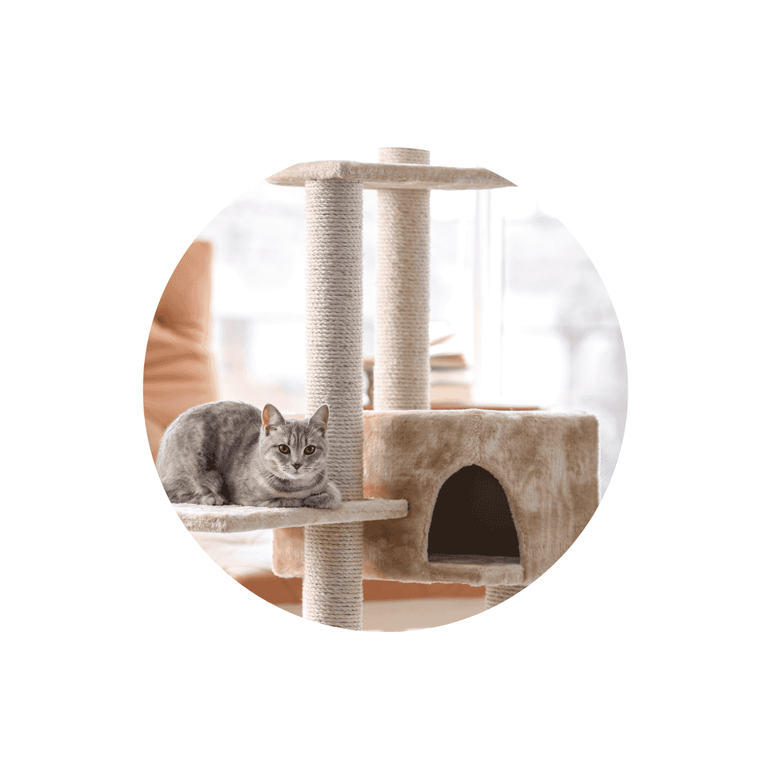 Arbres à chat et griffoirs