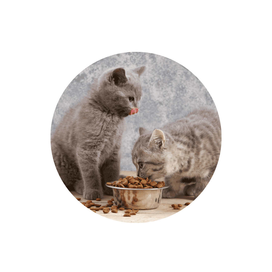 Nourriture pour chaton