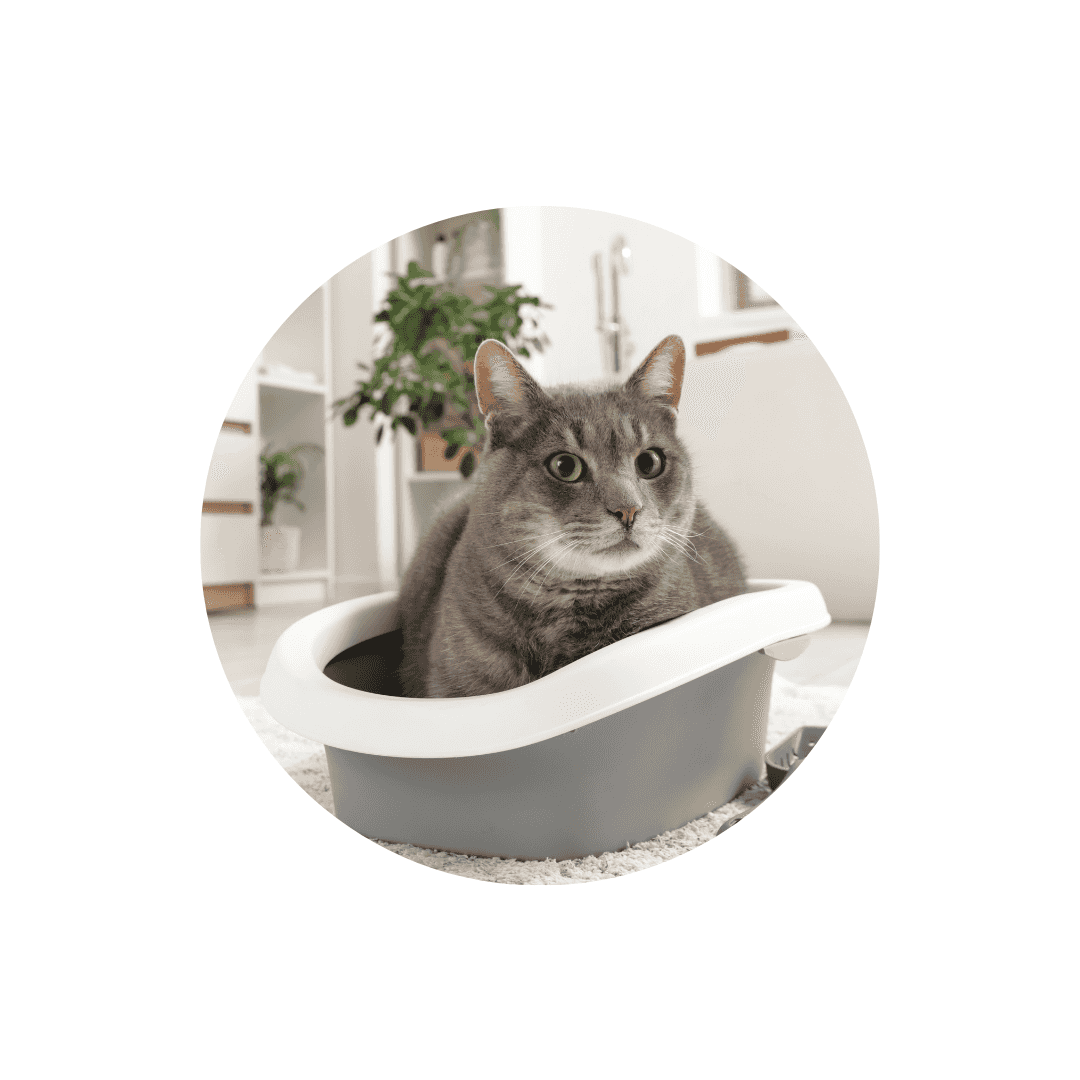 Bac à litières et maison de toilette pour chat