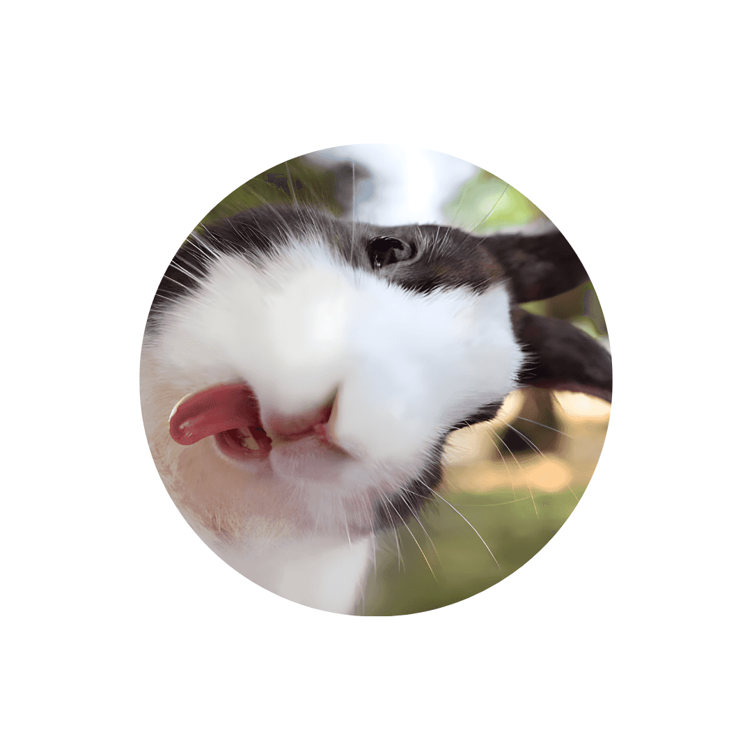 Nourriture pour lapin