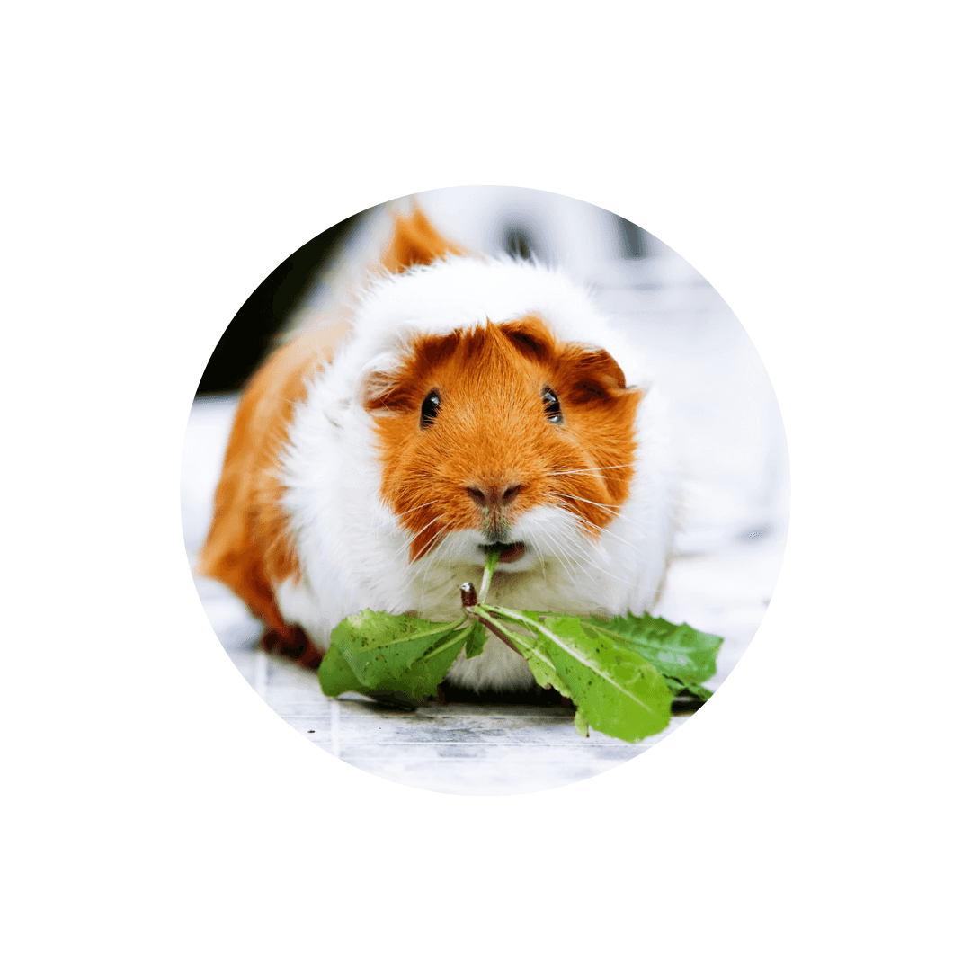 Nourriture pour cochon d'inde et cobaye