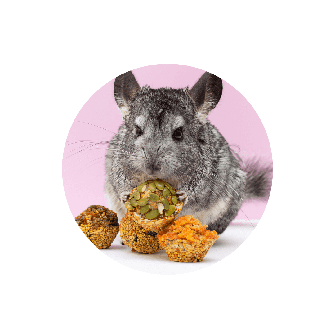 Nourriture pour chinchilla