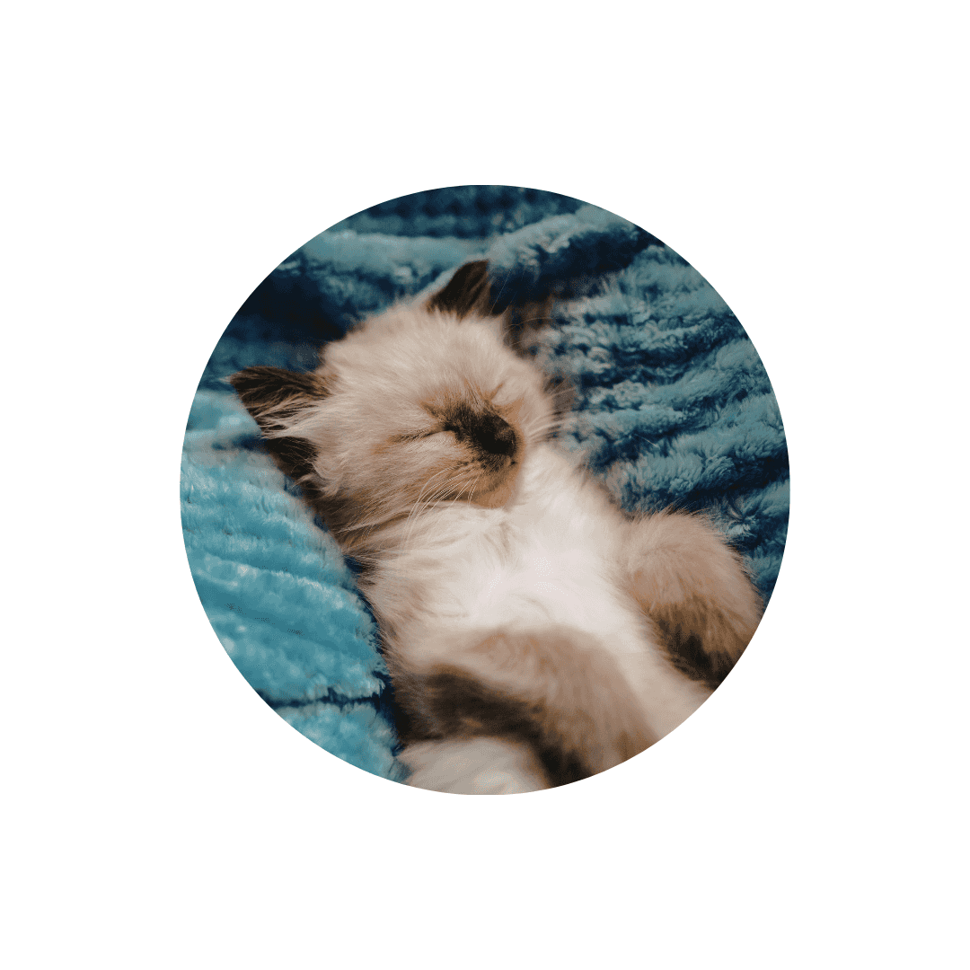 Coussins, tapis et couvertures pour chat