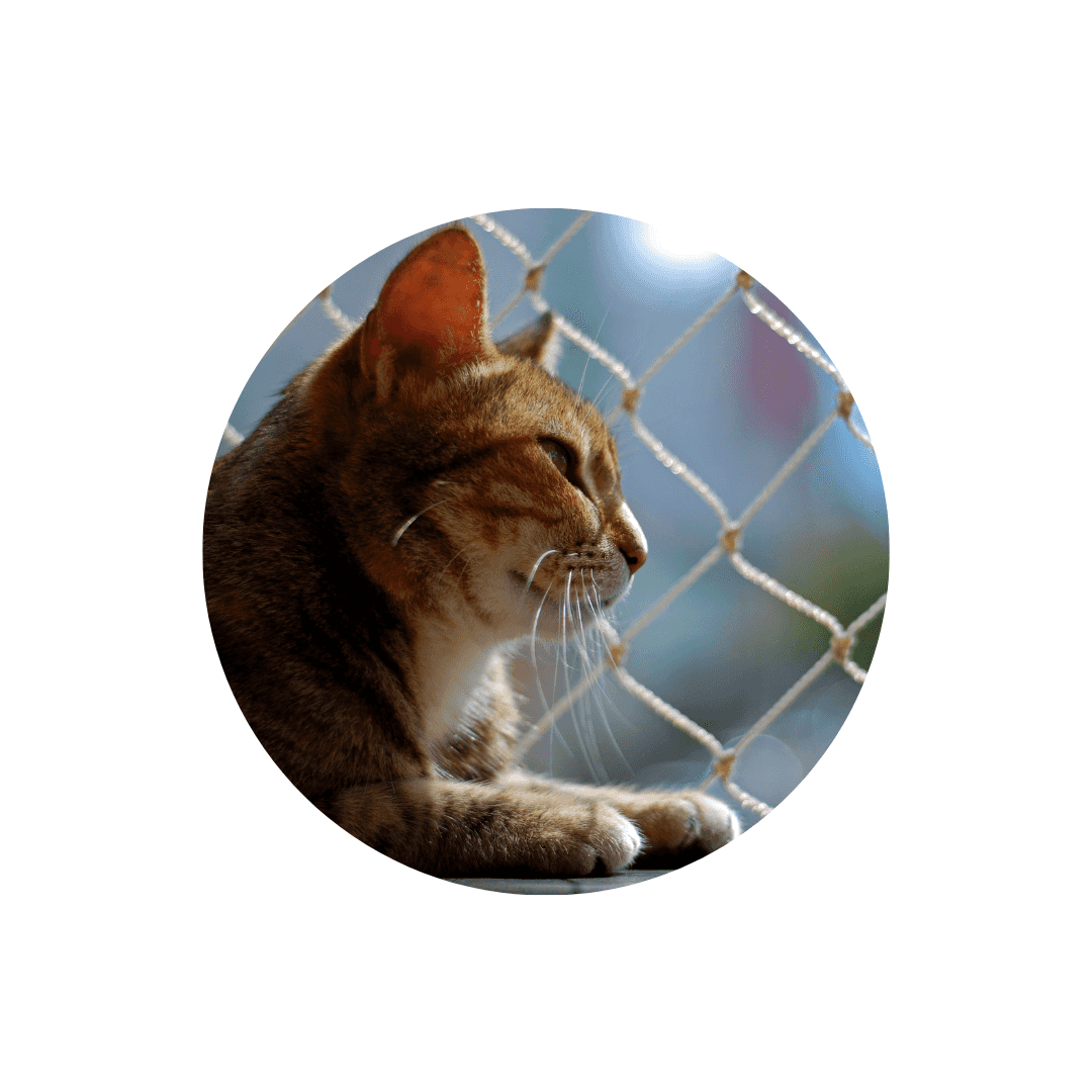 Filets de protection de fenêtres pour chat