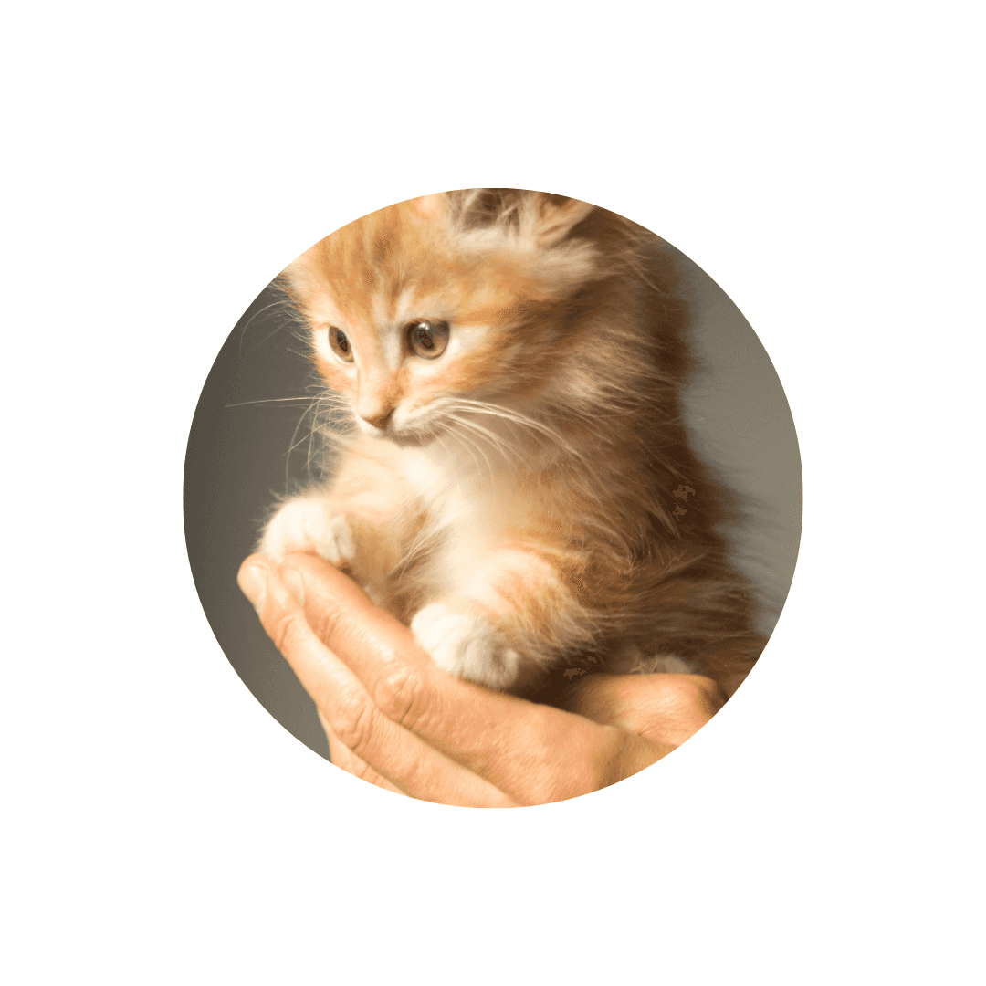 Propreté et soins pour chaton