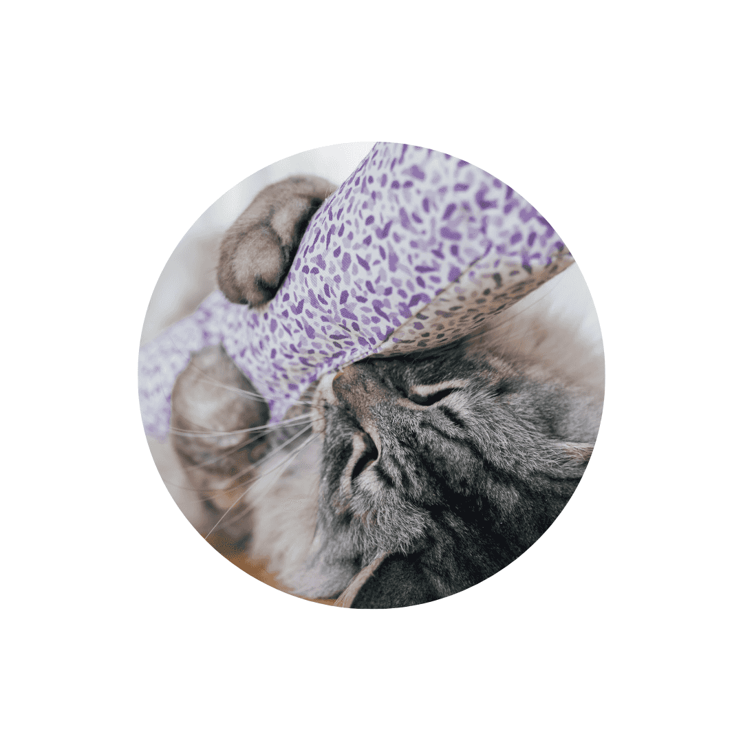 Valériane pour chat