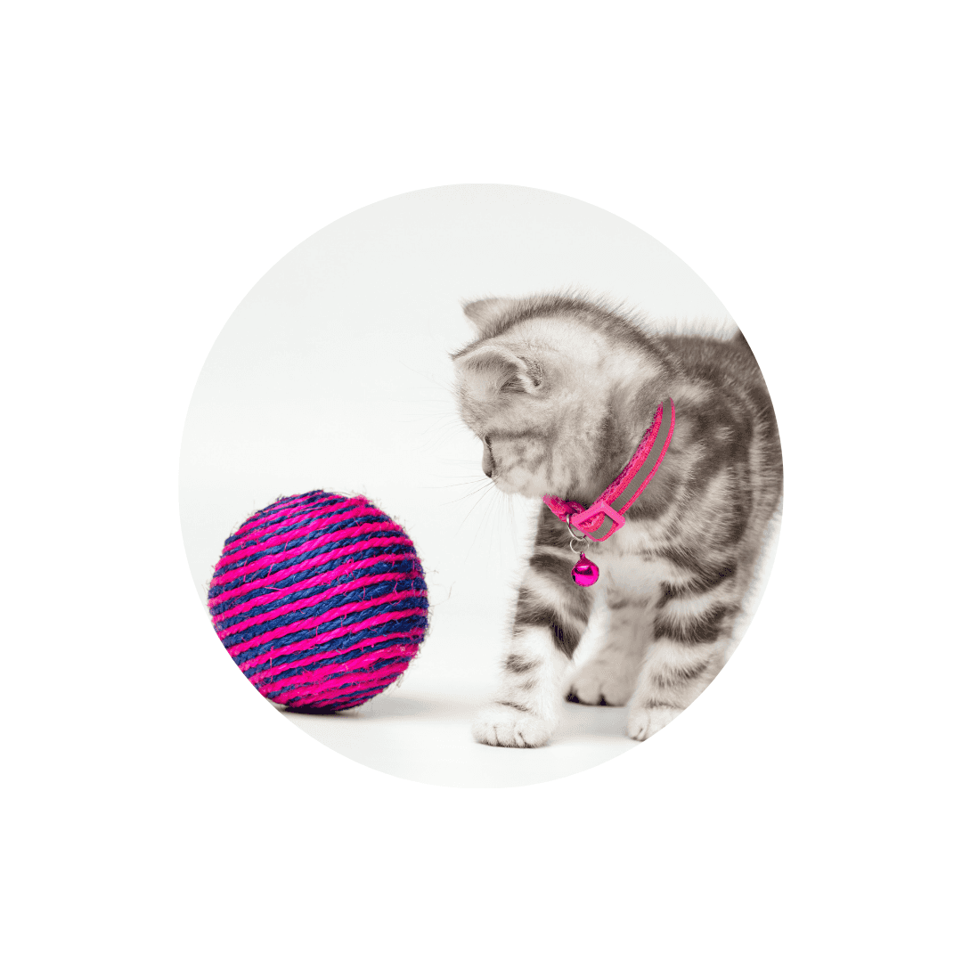 Jouets pour chaton