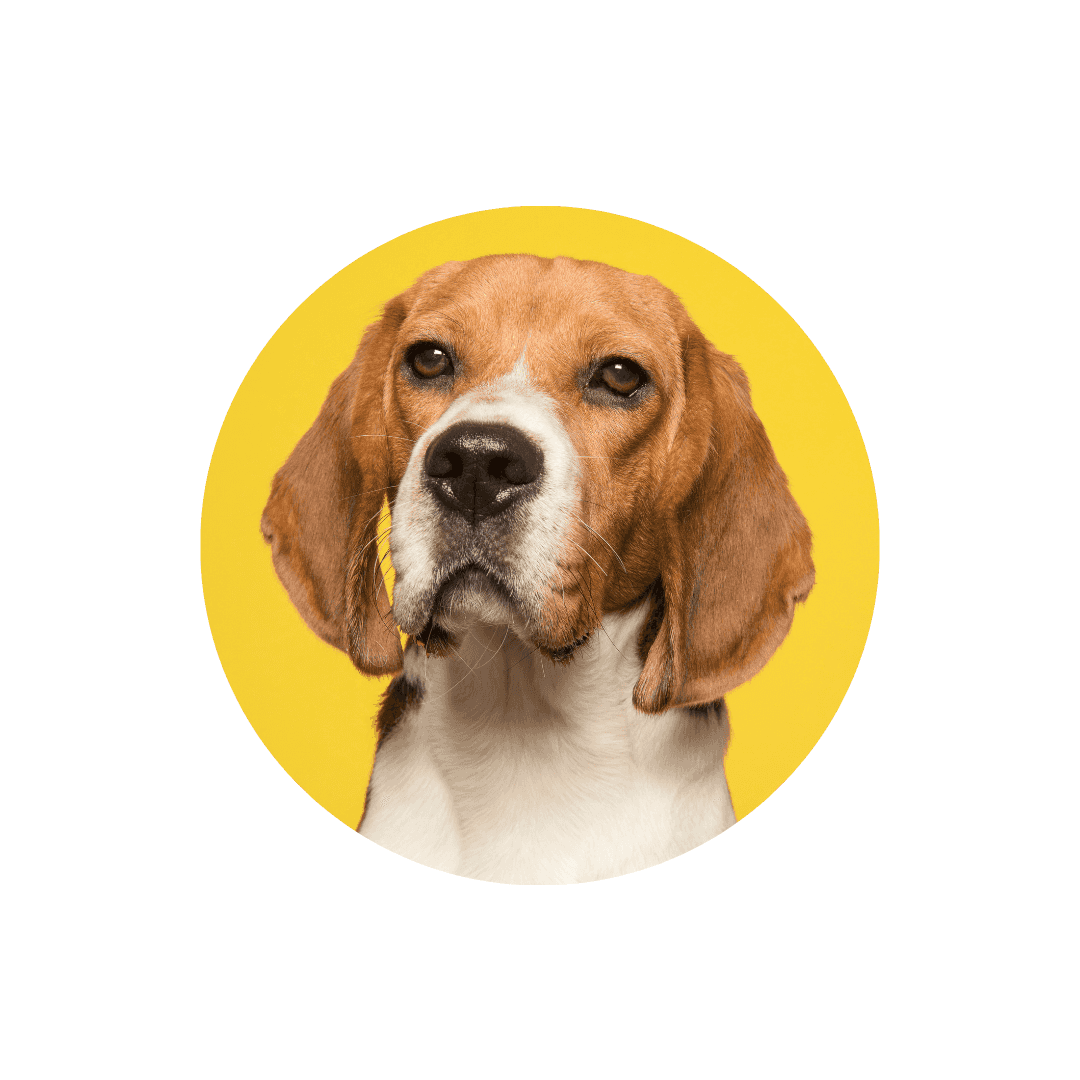 Compléments alimentaires digestion sensible du chien