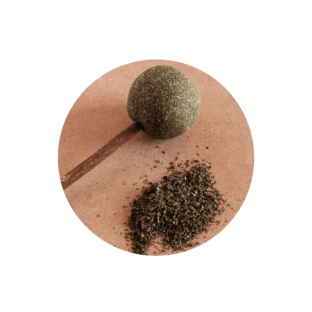 Graines d'herbe à chat