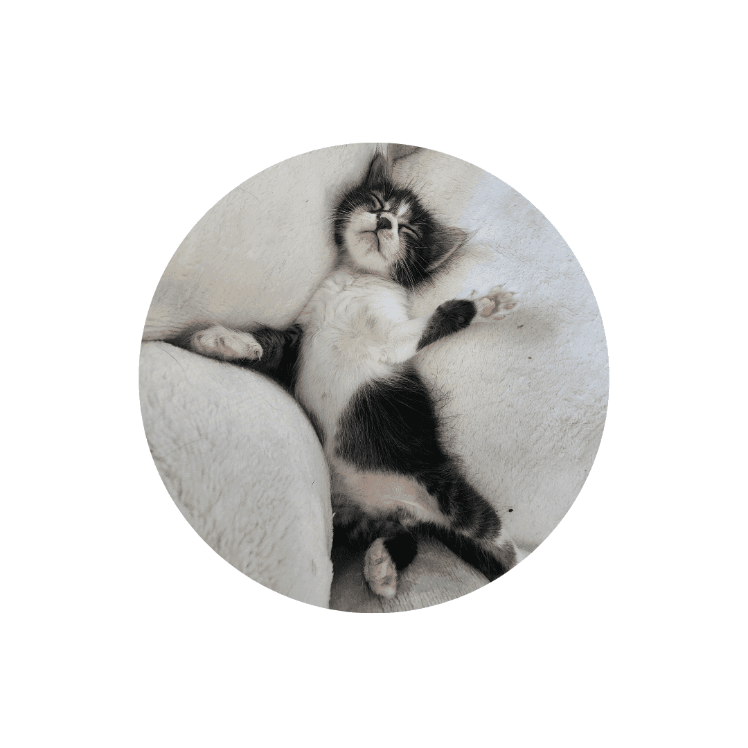 Coussins pour chaton