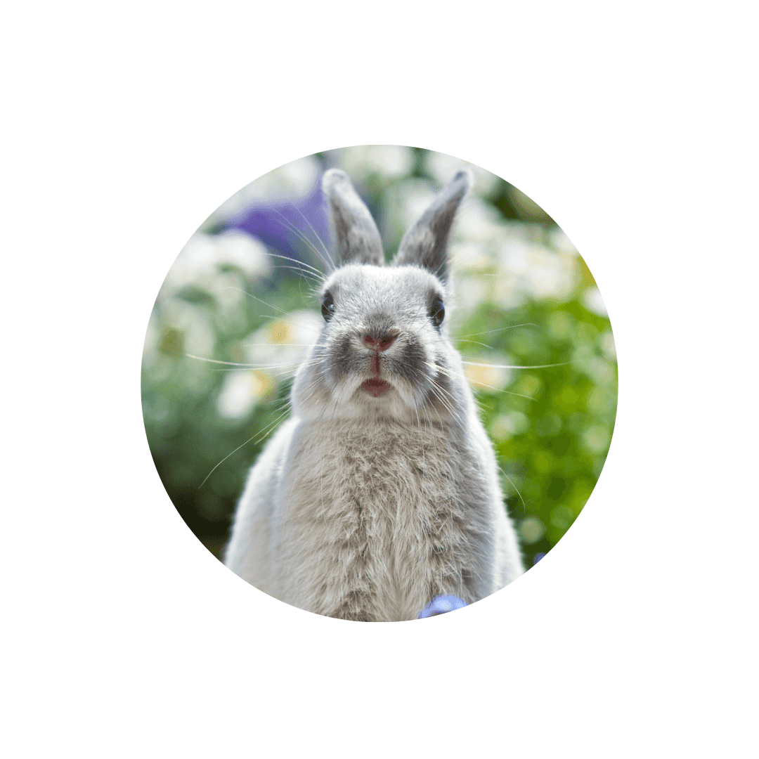 Soins et hygiène du lapin