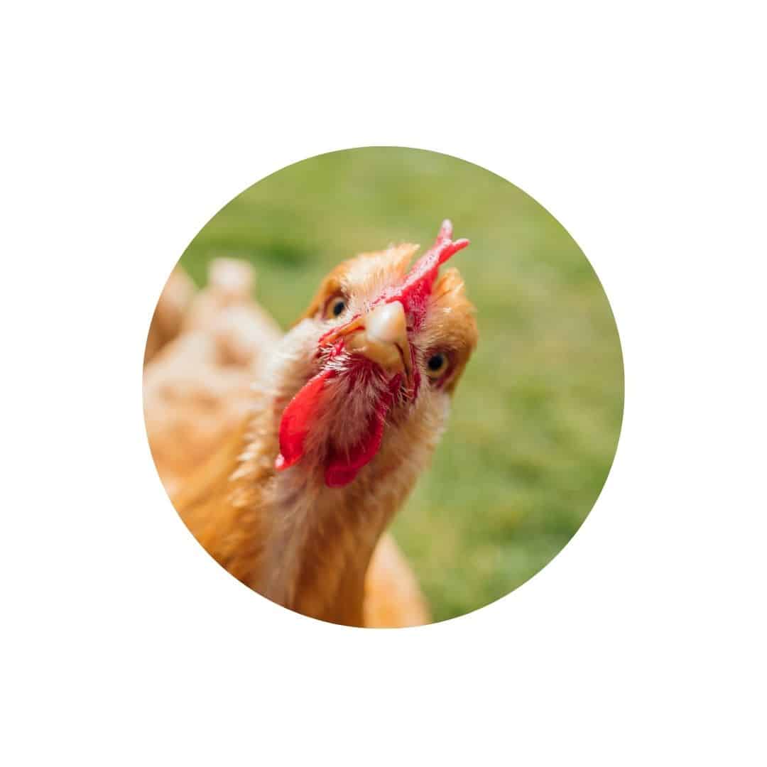 Promos pour Élevage