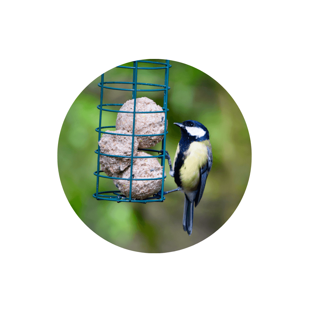 Boules de graisses pour oiseaux