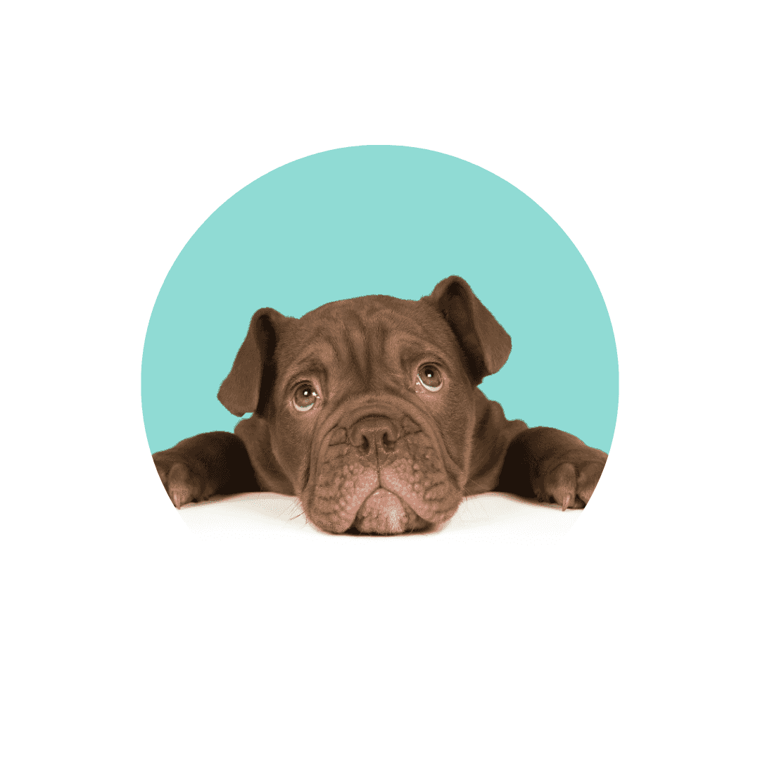 Insuffisance rénale du chien