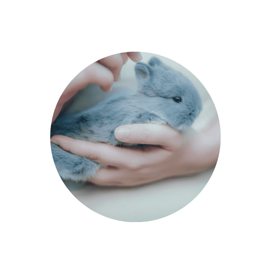 Compléments alimentaires pour lapin