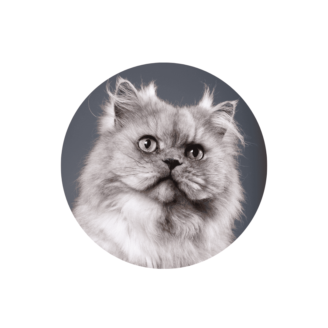 Ramasse poils de chat